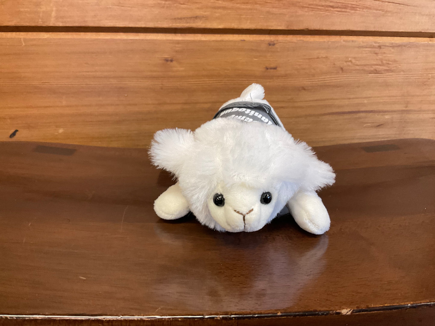 Pocket Pets